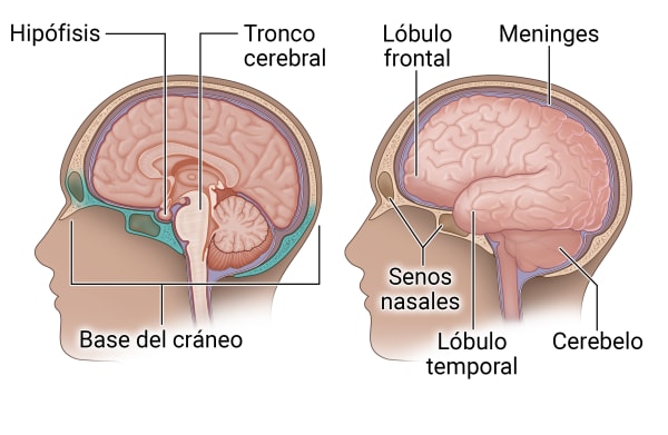 Anatomía interna de la base del cráneo y otras partes del encéfalo y la cabeza, incluida una sección transversal del encéfalo.